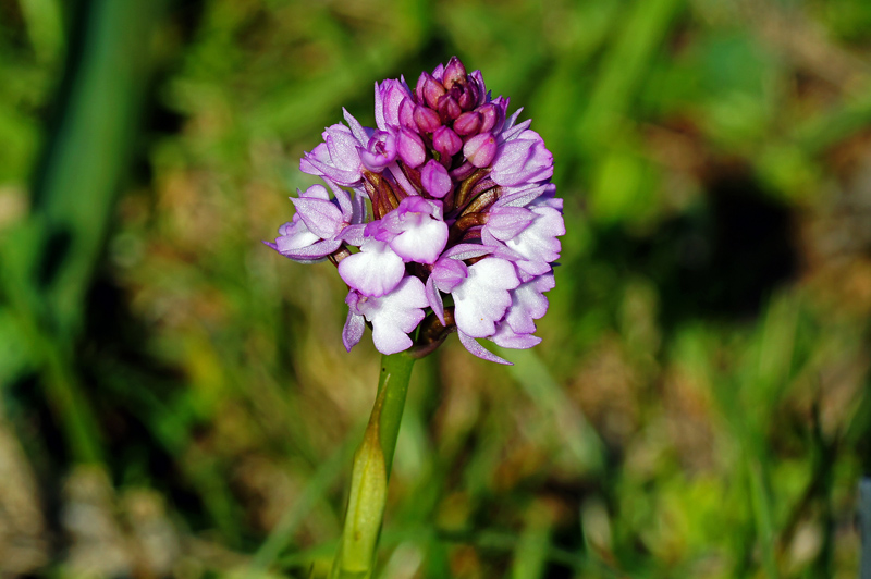 Anacamptis pyramidalis?